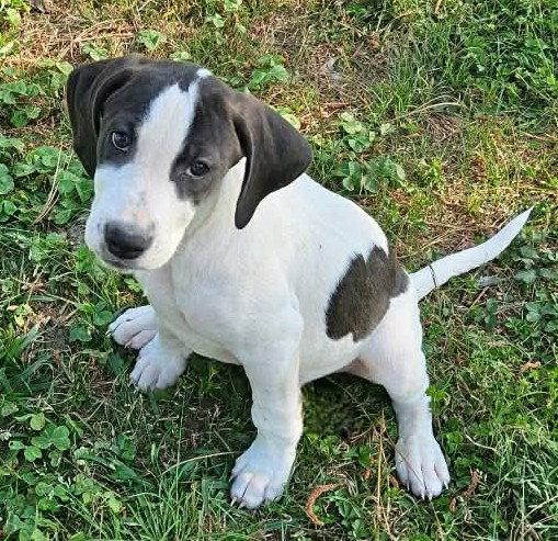 Enlarge Pierre De Ronsard Rose, a Adoptable Hound in Wakefield, RI image 1/3
