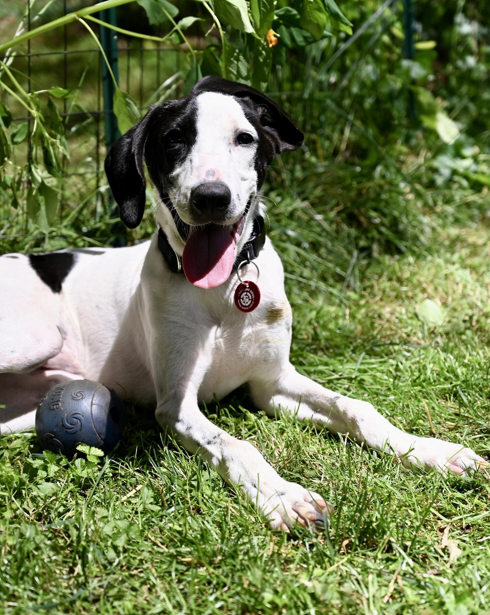 Enlarge Pierre De Ronsard Rose *LOCAL*, a Adoptable Hound in Wakefield, RI image 1/3