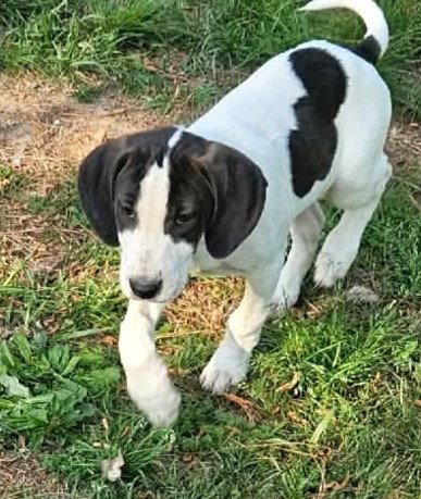 Enlarge Pierre De Ronsard Rose, a Adoptable Hound in Wakefield, RI image 2/3