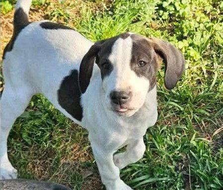 Enlarge Pierre De Ronsard Rose, a Adoptable Hound in Wakefield, RI image 3/3