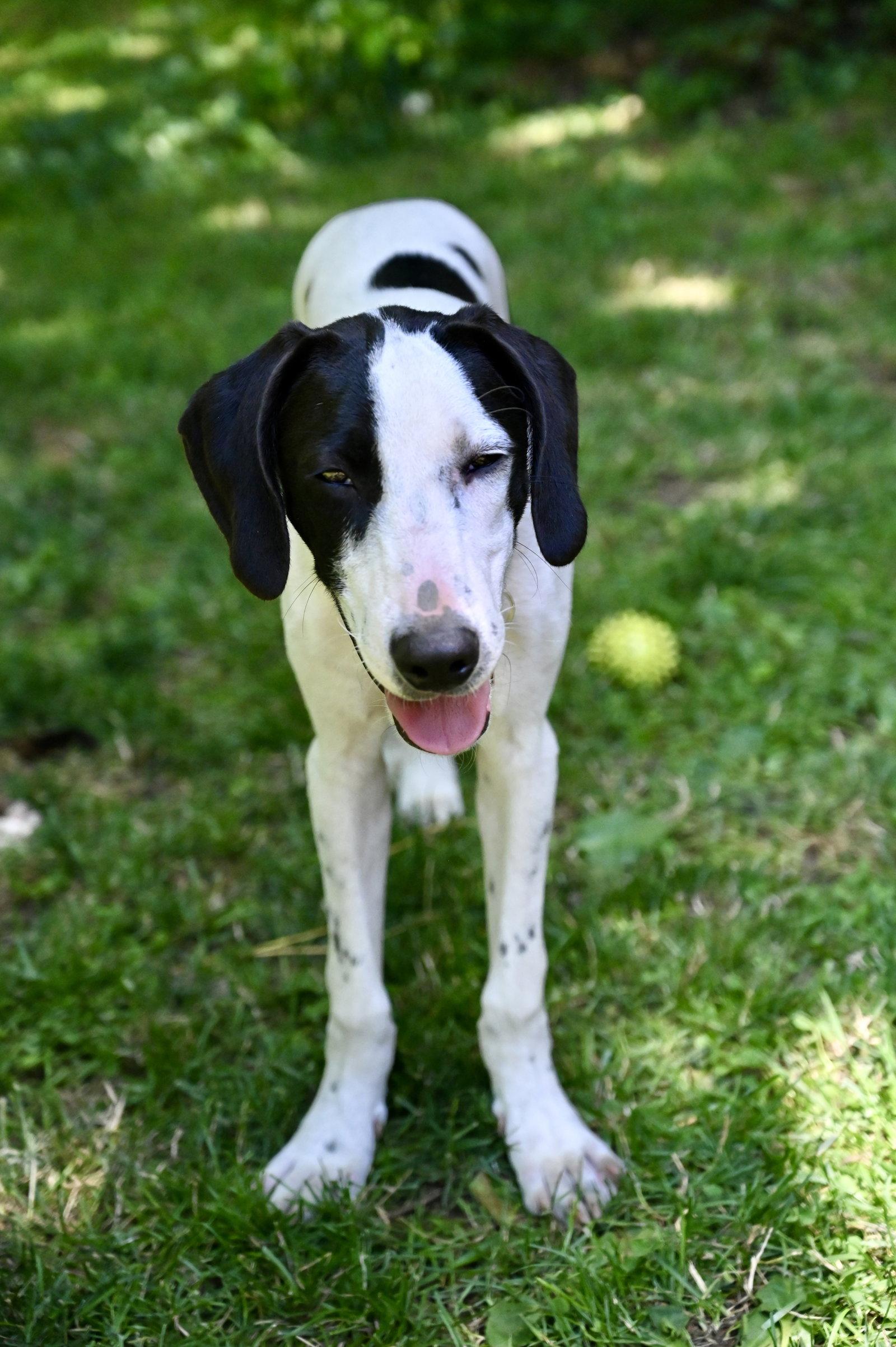 Enlarge Pierre De Ronsard Rose *LOCAL*, a Adoptable Hound in Wakefield, RI image 2/3