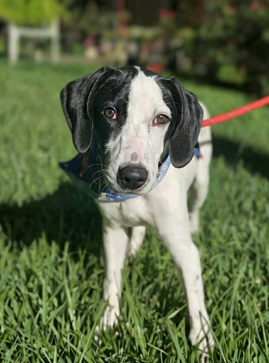 Enlarge Pierre De Ronsard Rose *LOCAL*, a Adoptable Hound in Wakefield, RI image 3/3