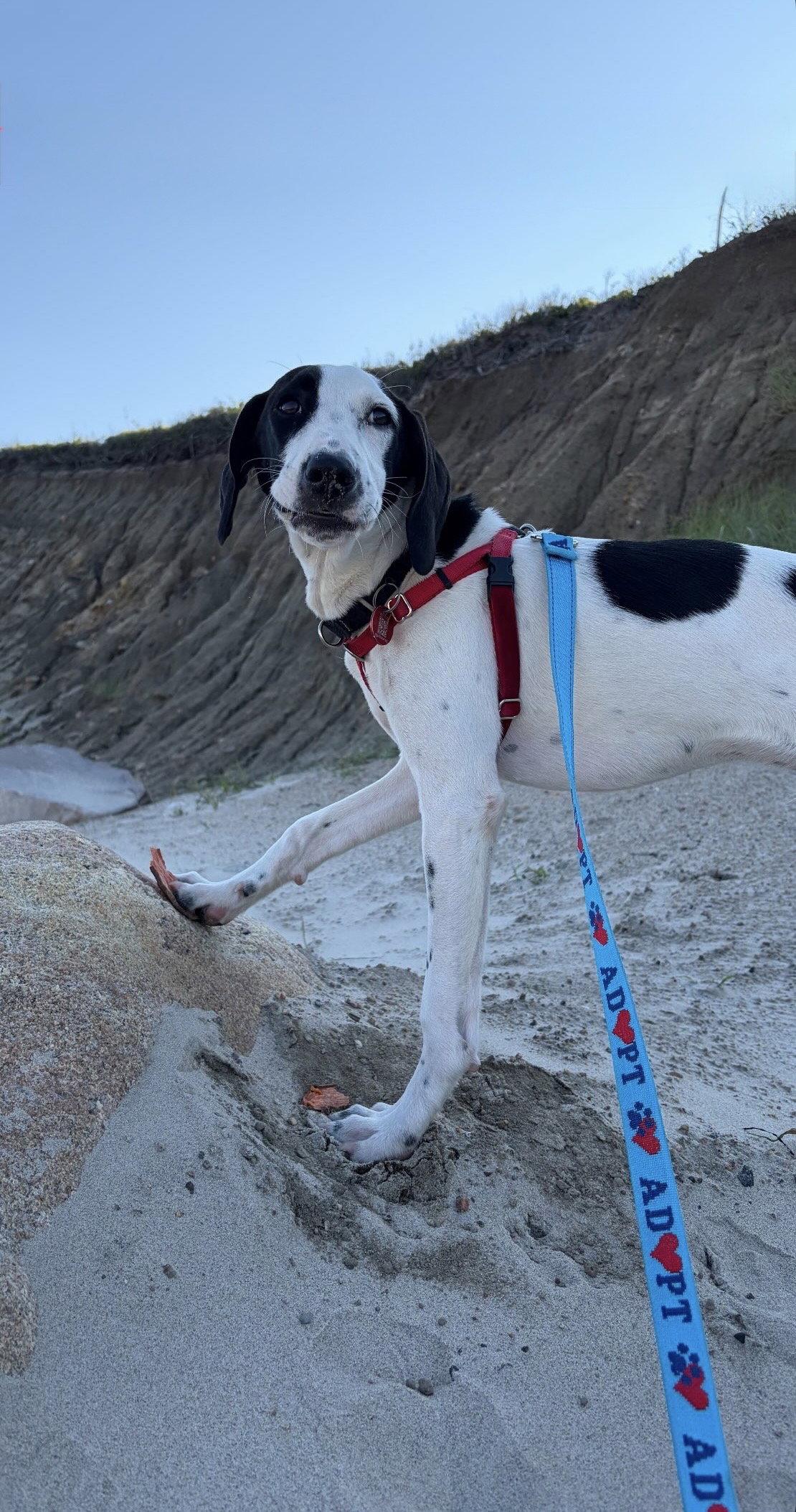 Pierre De Ronsard Rose *LOCAL*, a Adoptable Hound in Wakefield, RI image 3/3