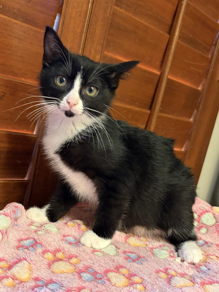 Eden, Adoptable, Kitten Female Domestic Short Hair.