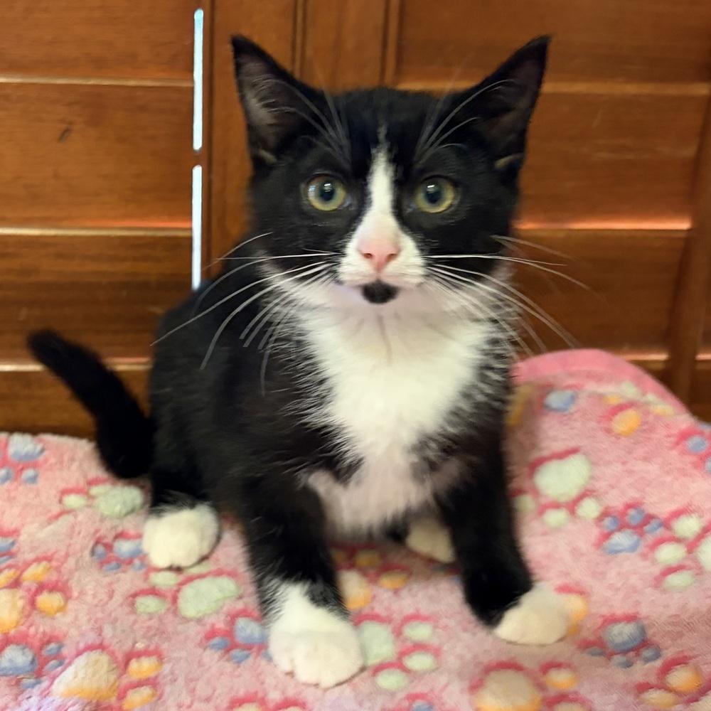 Enlarge Eden, a Adoptable Domestic Short Hair in Panama City Beach, FL image 2/4