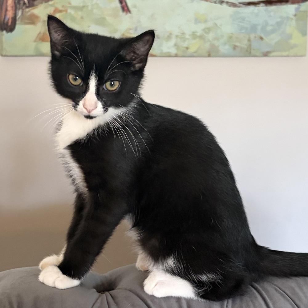 Enlarge Eden, a Adoptable Domestic Short Hair in Panama City Beach, FL image 3/4