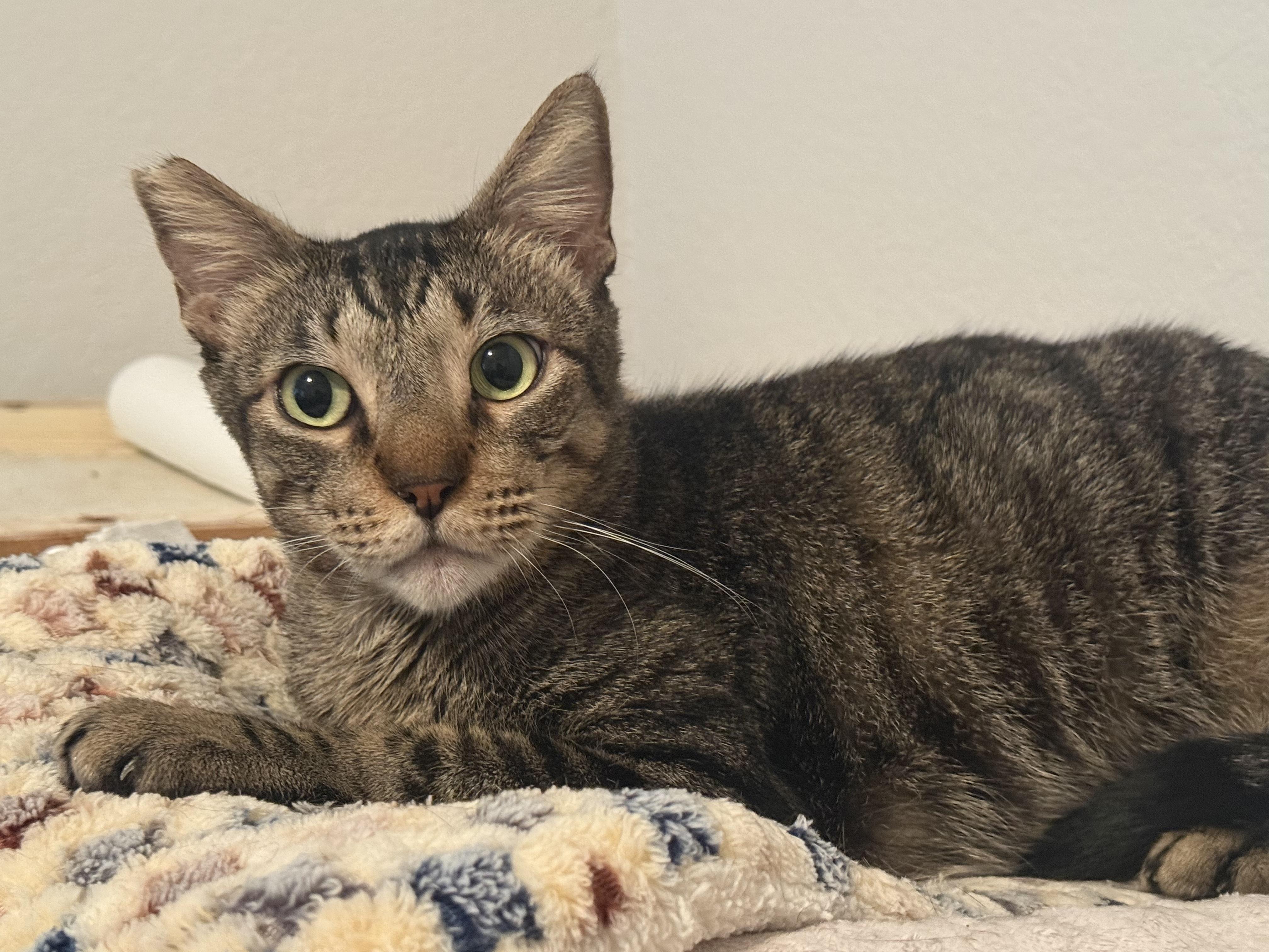 Enlarge Buddy-Boy OR13200-T, a Adopted mixed breed in Beaverton, OR image 2/4