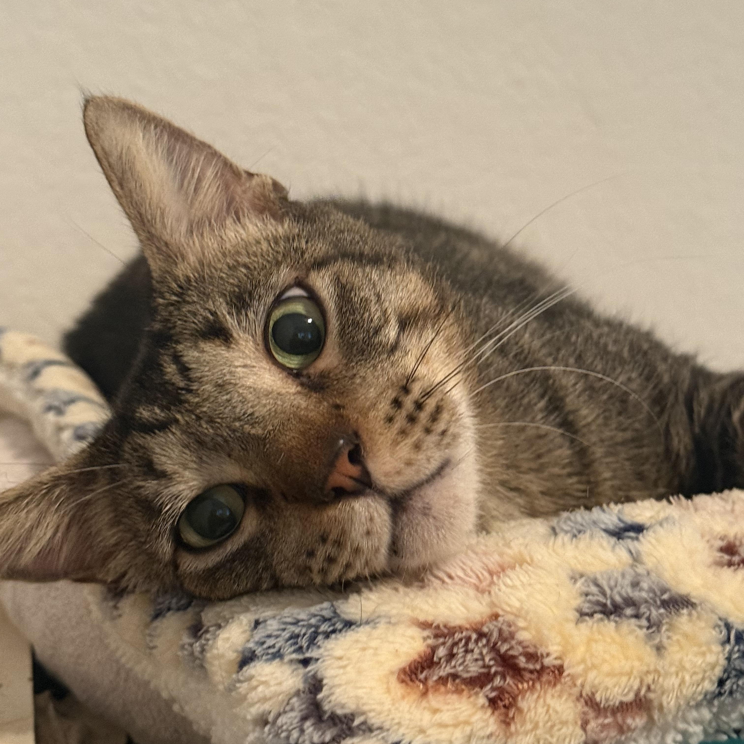 Enlarge Buddy-Boy OR13200-T, a Adopted mixed breed in Beaverton, OR image 3/4