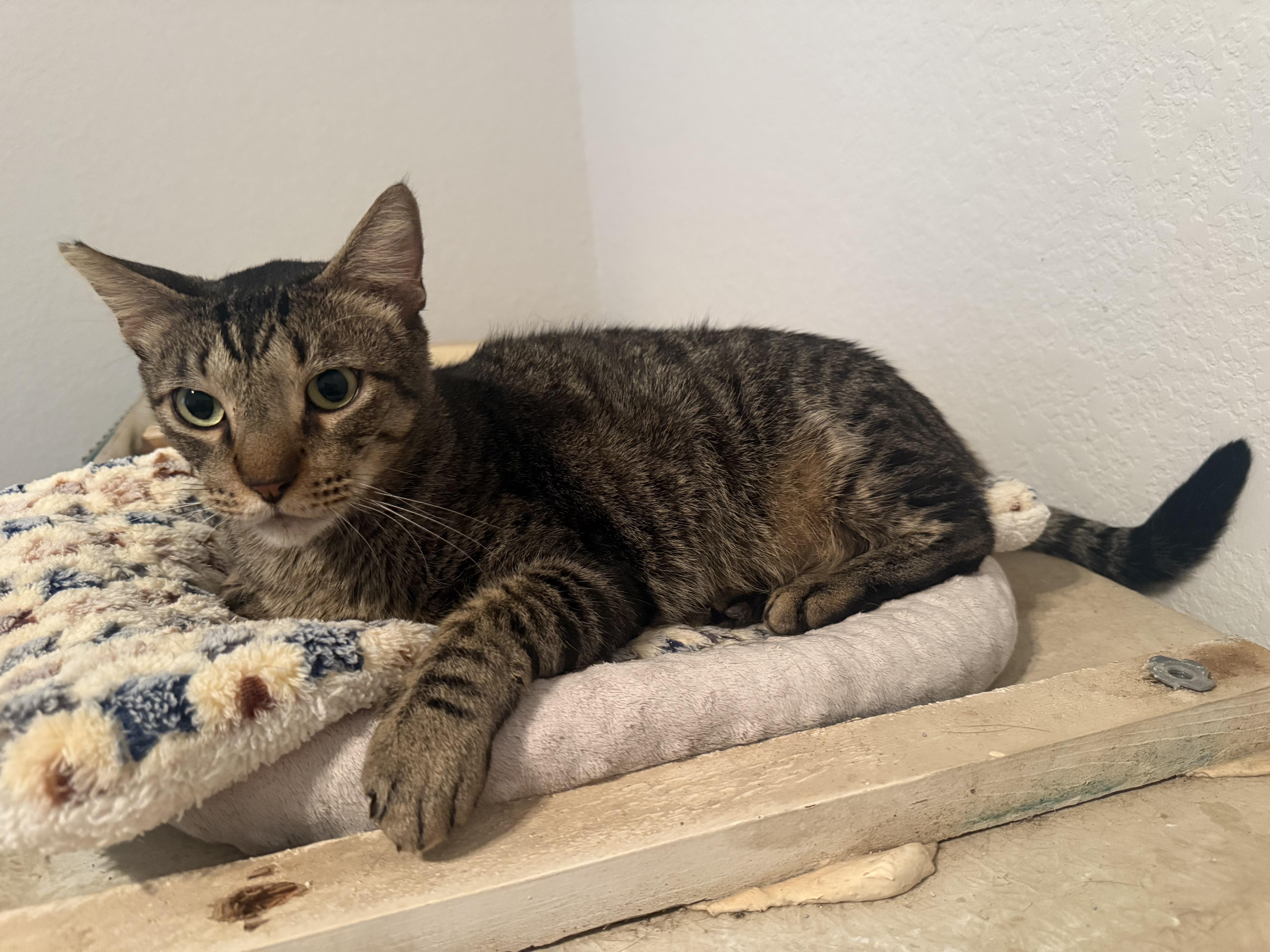 Enlarge Buddy-Boy OR13200-T, a Adopted mixed breed in Beaverton, OR image 4/4