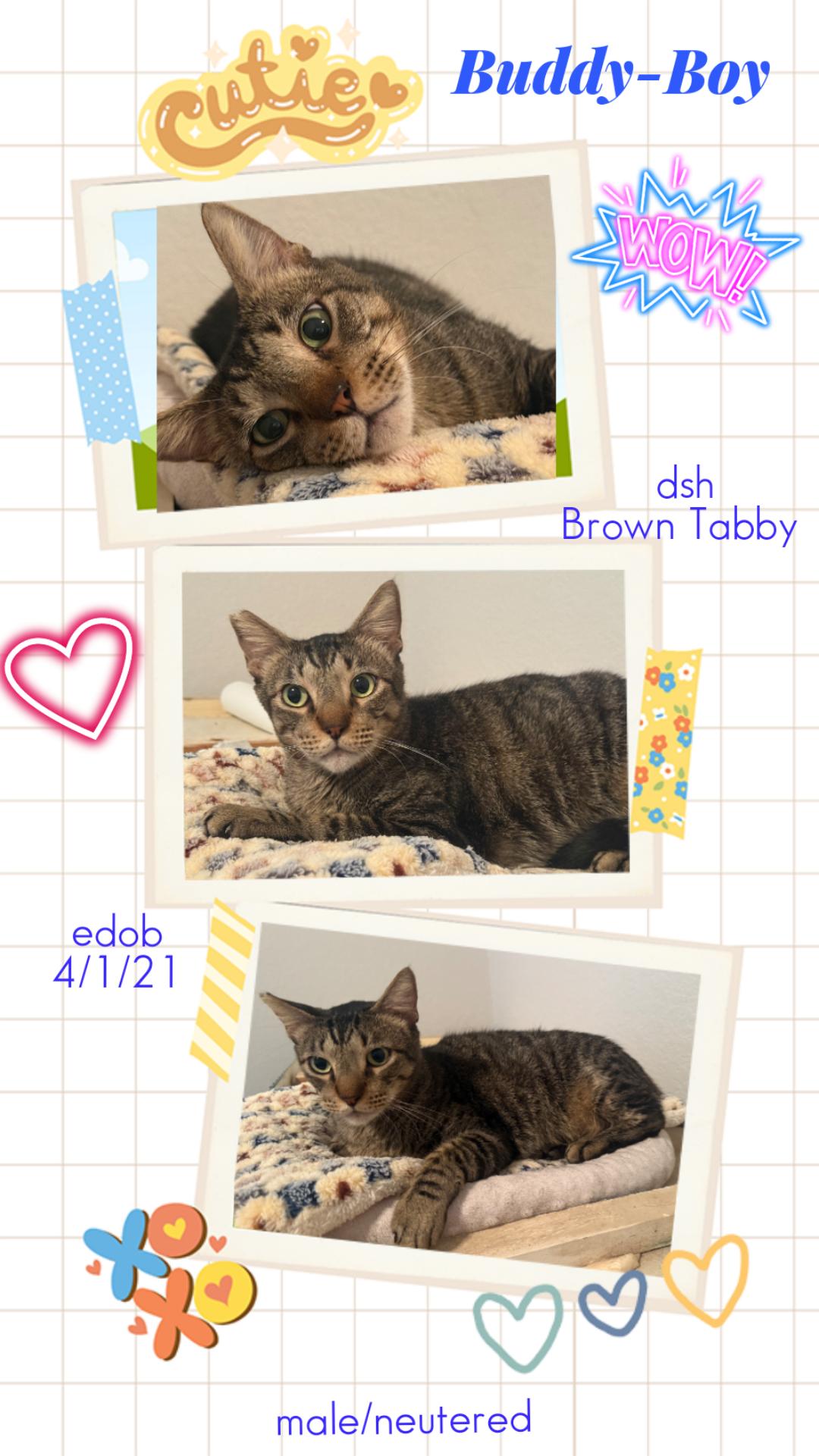 Enlarge Buddy-Boy OR13200-T, a Adopted mixed breed in Beaverton, OR image 1/4