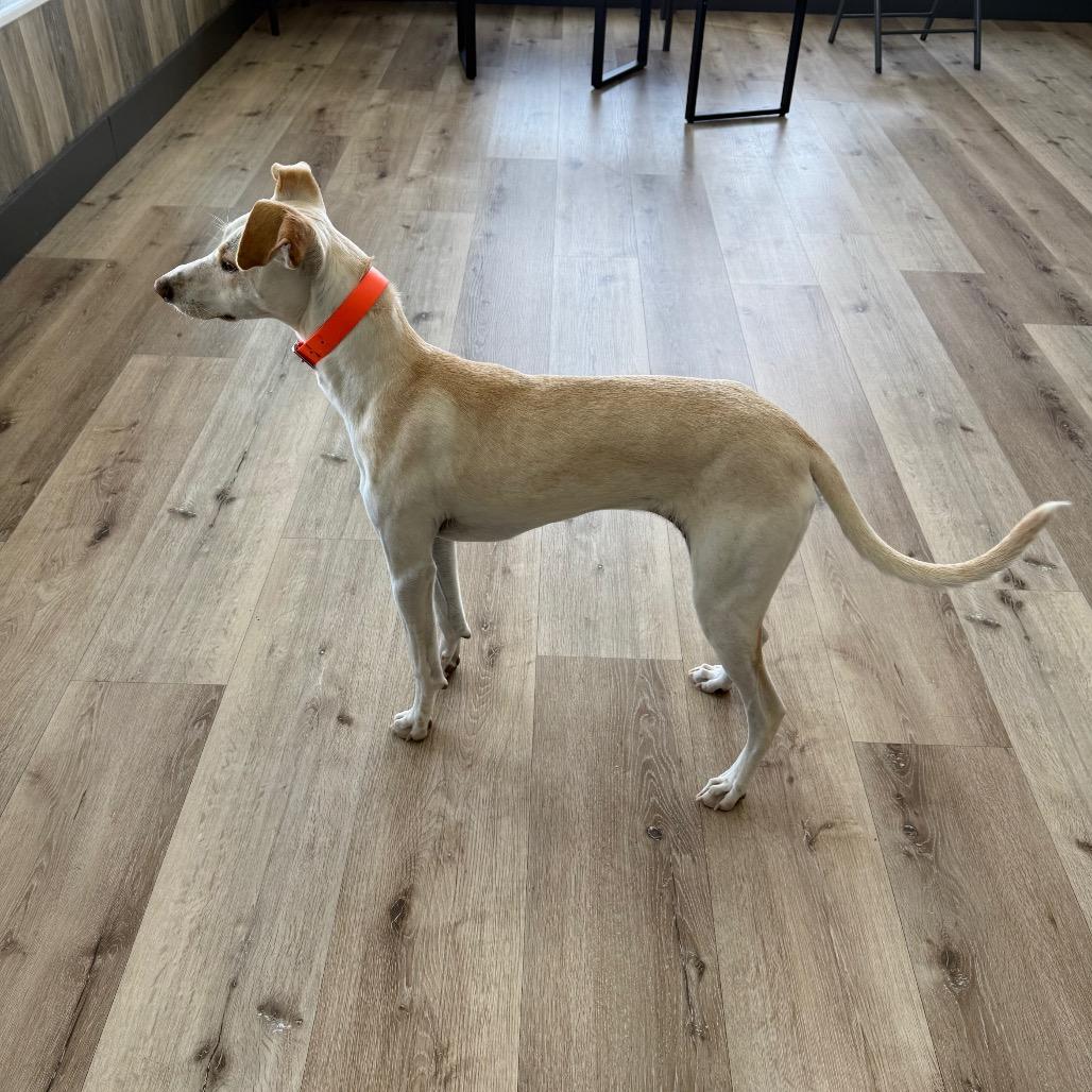 Rosie, Adoptable, Young Female Chihuahua & Italian Greyhound.