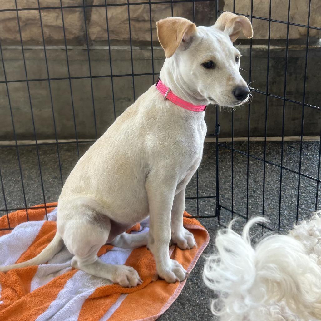 Enlarge Rosie, a Adoptable mixed breed in Idaho Falls, ID image 3/6