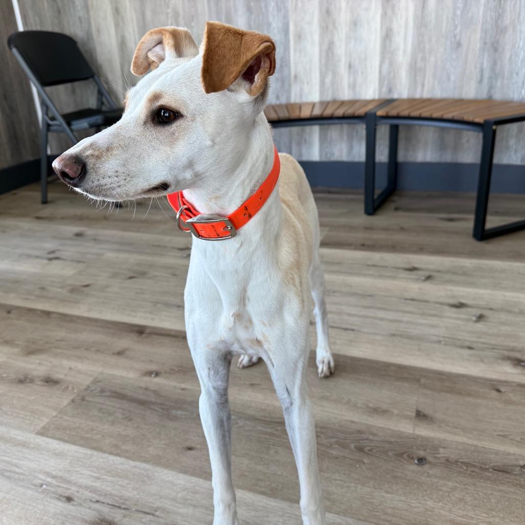 Enlarge Rosie, a Adoptable mixed breed in Idaho Falls, ID image 5/6
