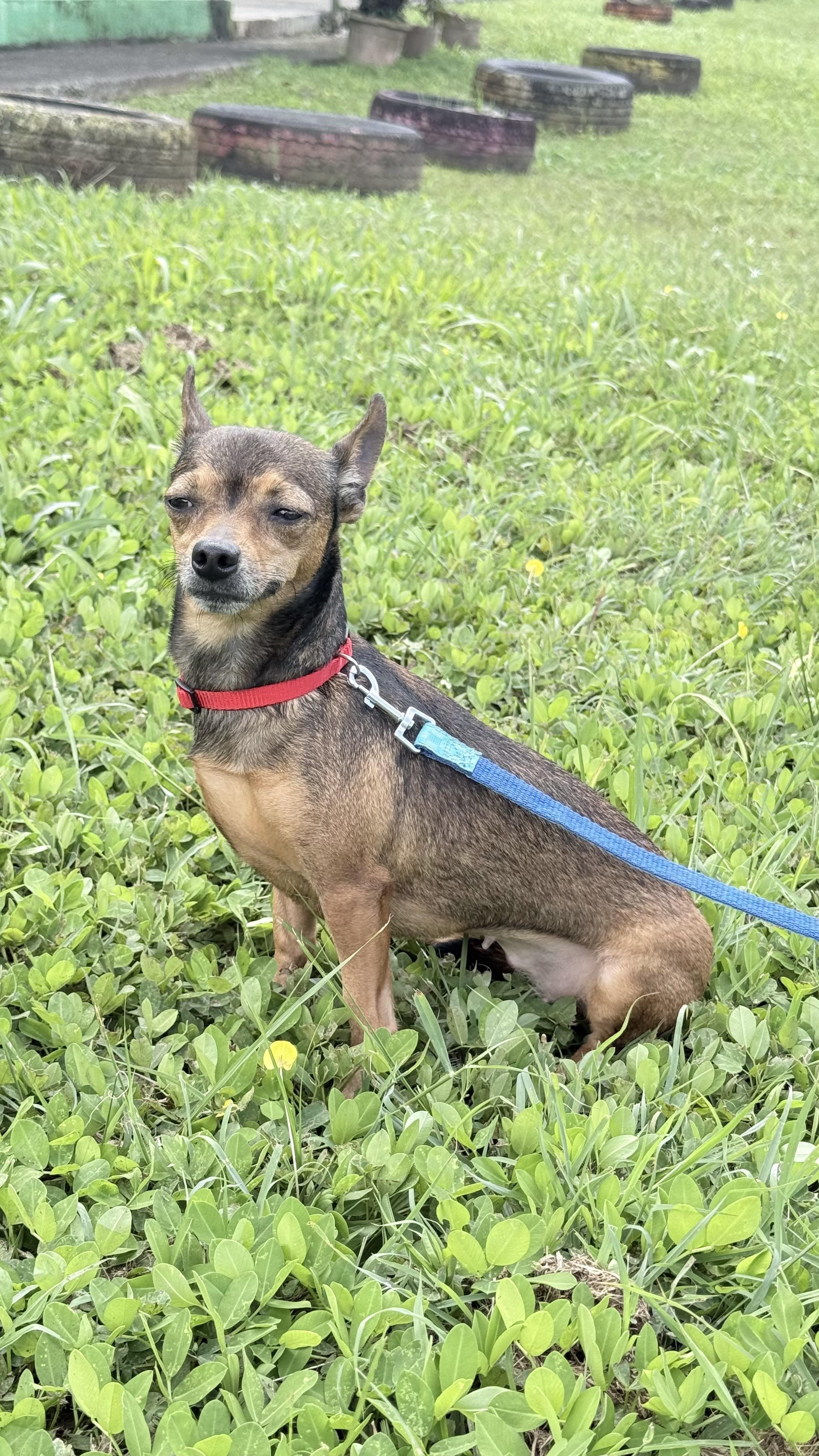 Enlarge Betty, a ADOPTABLE mixed breed in Virginia Beach, VA image 2/3