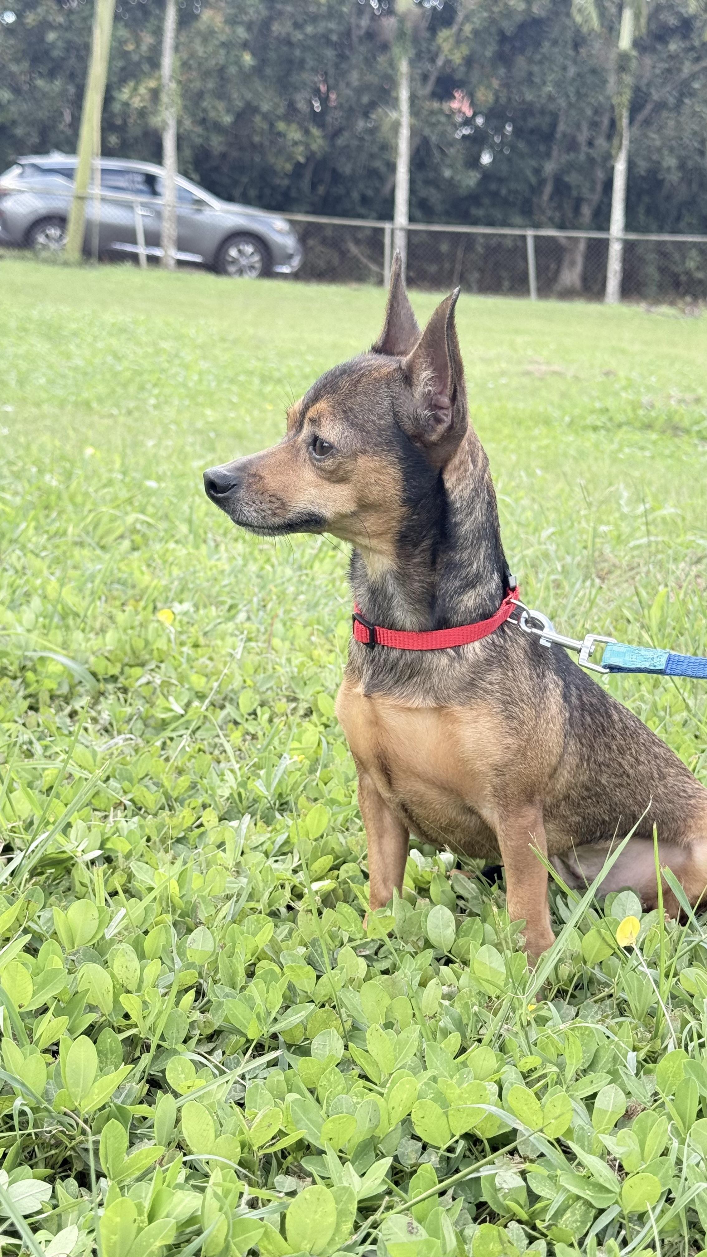 Betty, ADOPTABLE, Young Female Chihuahua & Miniature Pinscher.