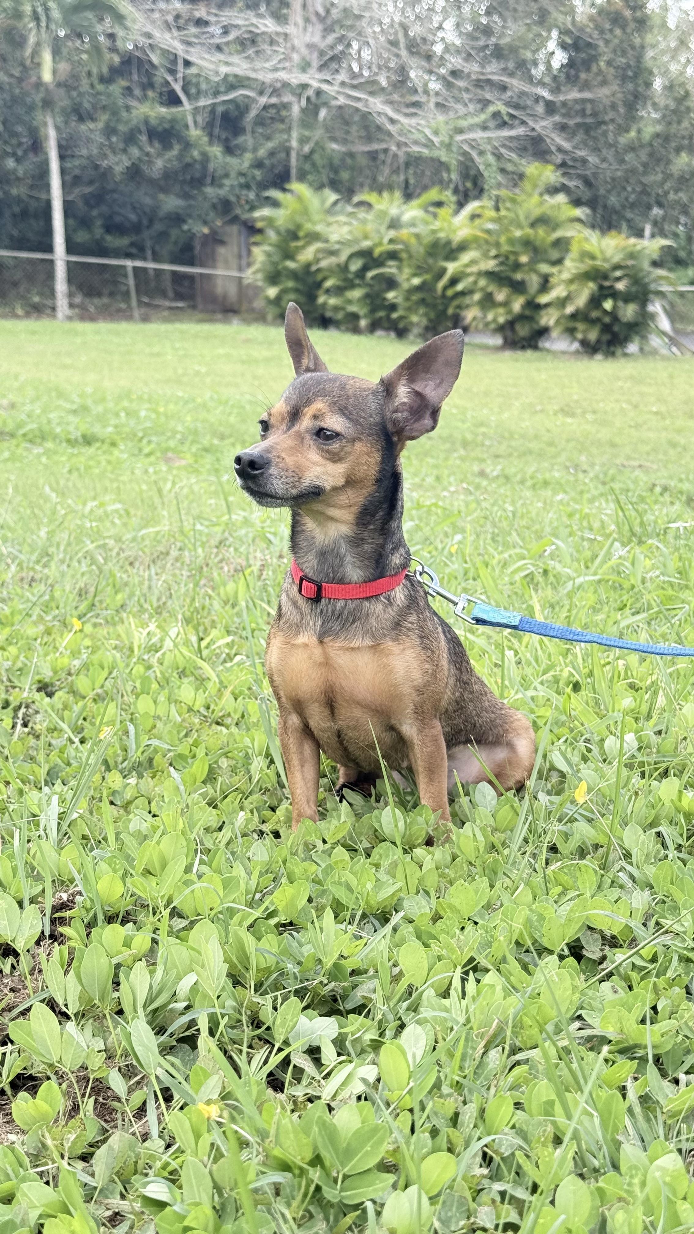 Enlarge Betty, a ADOPTABLE mixed breed in Virginia Beach, VA image 3/3