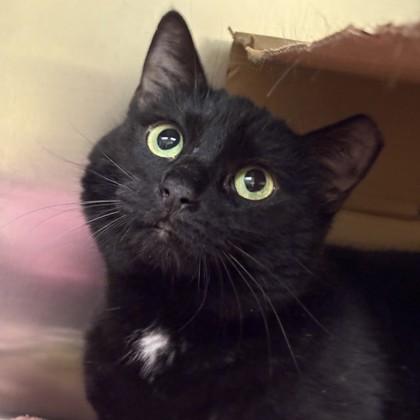 Enlarge Stormy, a Adoptable mixed breed in Richmond, VA image 1/2