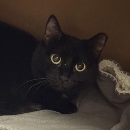 Enlarge Stormy, a Adoptable mixed breed in Richmond, VA image 2/2