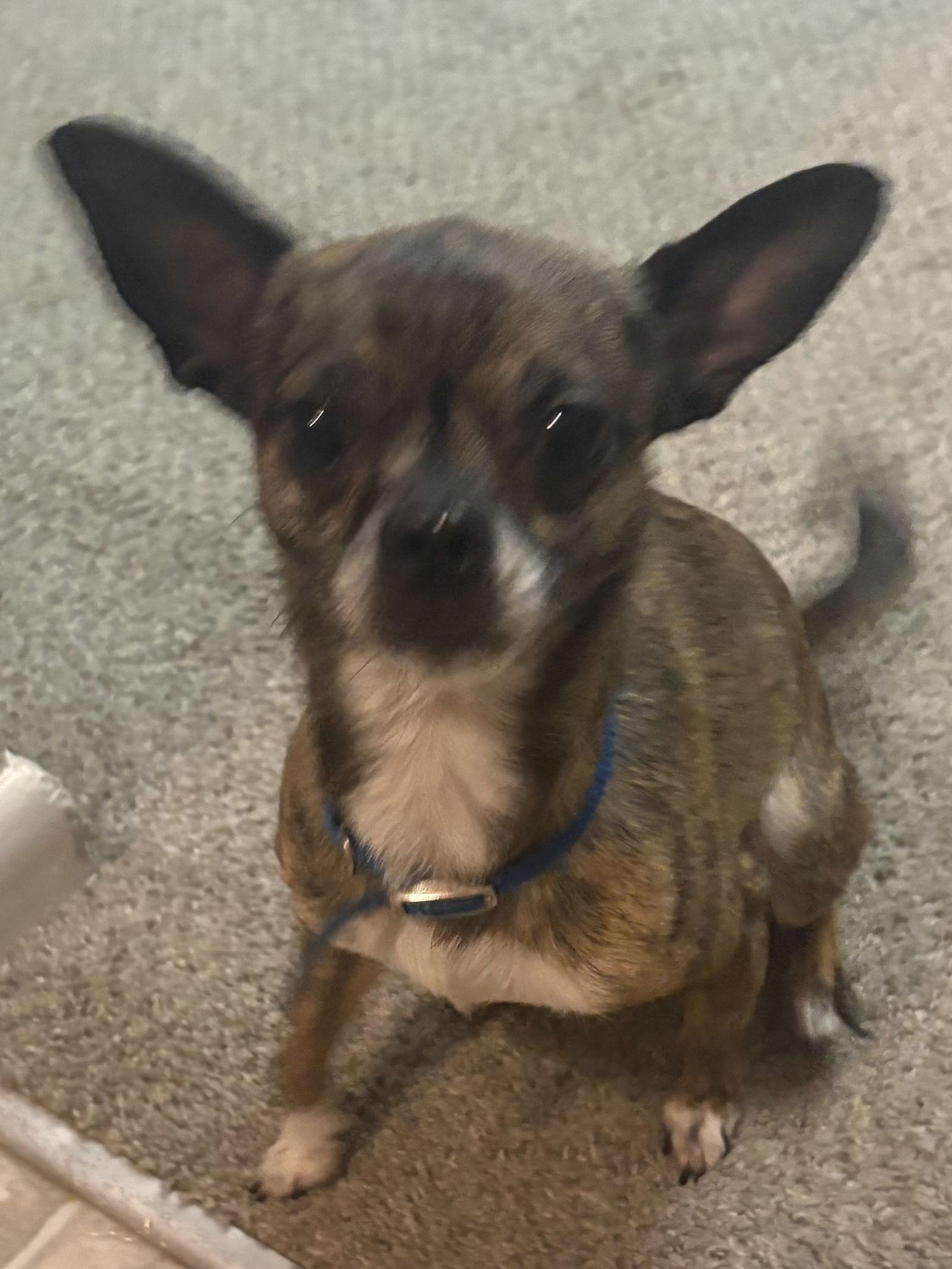 Enlarge Zoey, a Adopted Chihuahua in Lutherville, MD image 1/3