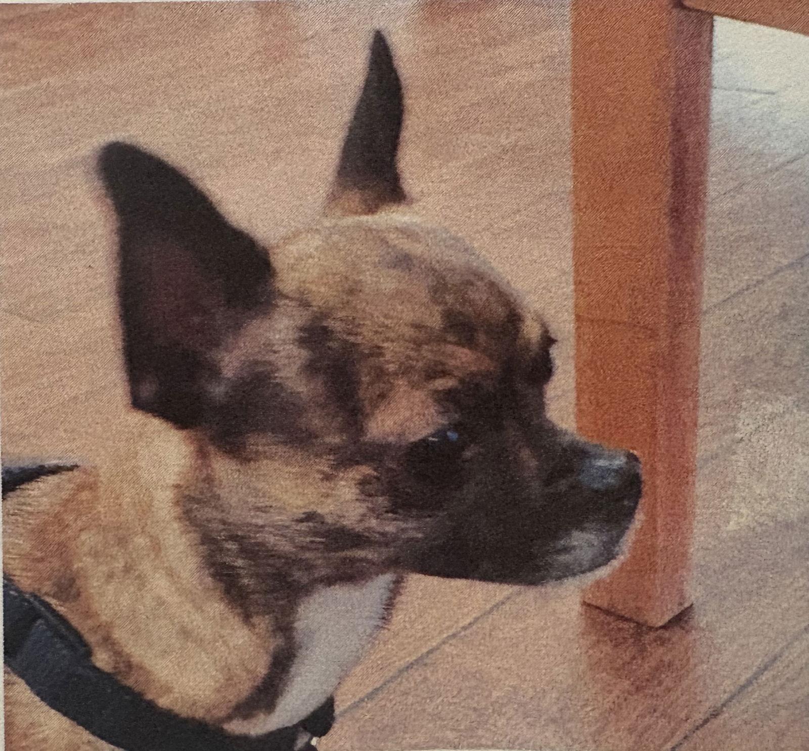 Enlarge Zoey, a Adopted Chihuahua in Lutherville, MD image 2/3