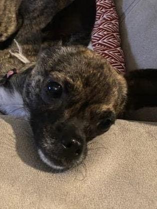 Enlarge Zoey, a Adopted Chihuahua in Lutherville, MD image 3/3