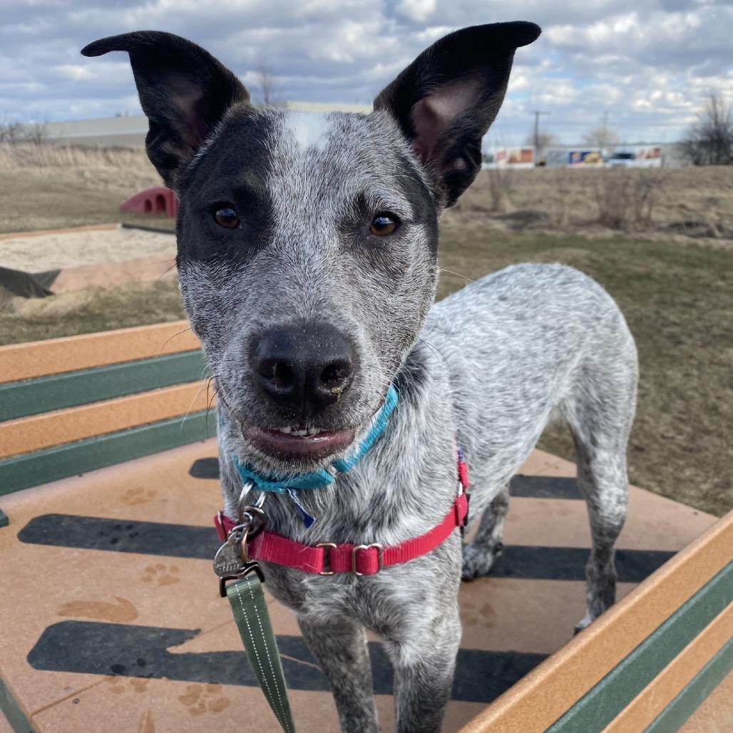 Bodie, Adoptable, Young Male Mixed Breed.