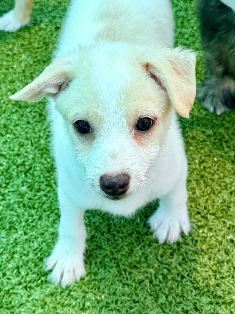 Brew, Adoptable, Puppy Male Terrier & Mixed Breed.