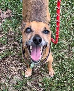 Leo, ADOPTABLE, Adult Male Chihuahua & Miniature Pinscher.