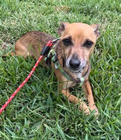 Enlarge Leo, a ADOPTABLE mixed breed in Longwood, FL image 5/5