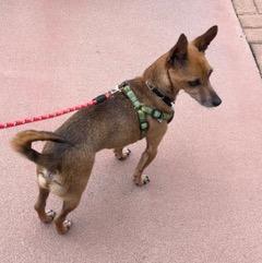 Enlarge Leo, a ADOPTABLE mixed breed in Longwood, FL image 4/5
