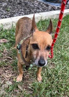 Enlarge Leo, a ADOPTABLE mixed breed in Longwood, FL image 3/5