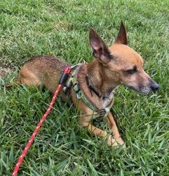 Enlarge Leo, a ADOPTABLE mixed breed in Longwood, FL image 2/5