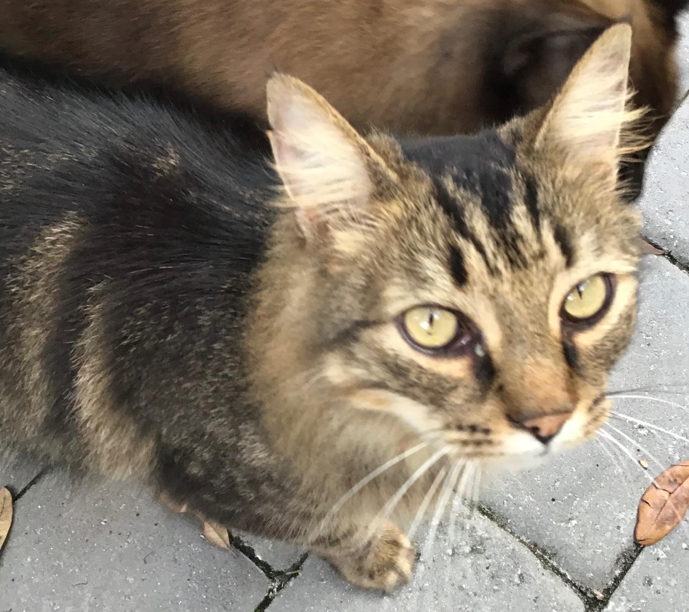 Enlarge Meow Meow, a Adopted Domestic Long Hair in Middleburg, FL image 1/2