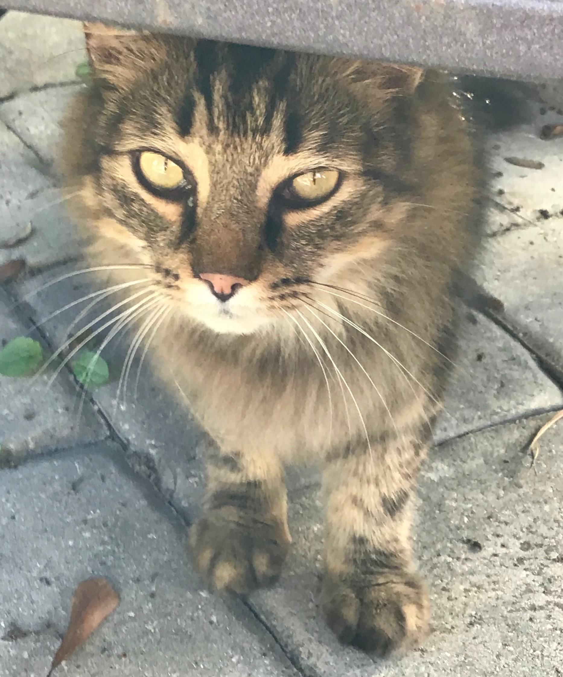 Enlarge Meow Meow, a Adopted Domestic Long Hair in Middleburg, FL image 2/2