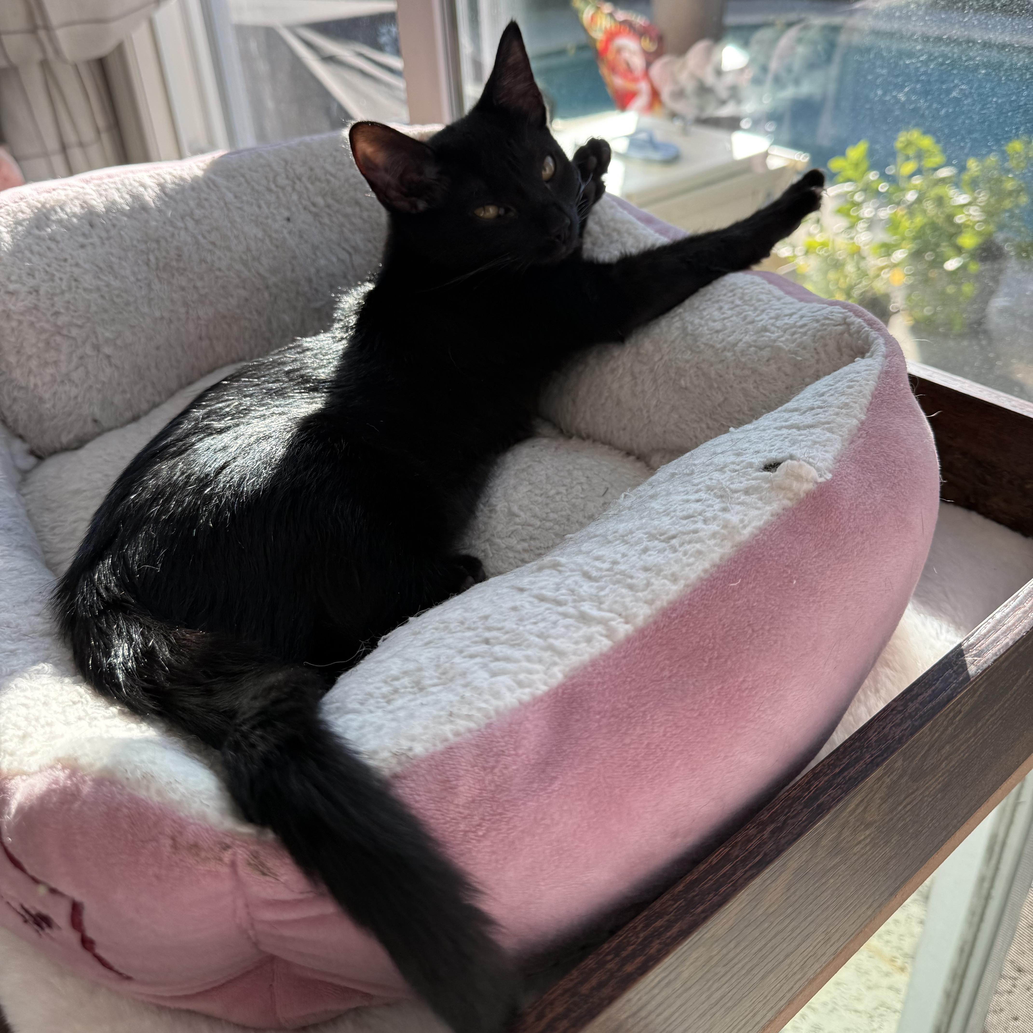 Kelly, Adoptable, Kitten Female Domestic Short Hair.