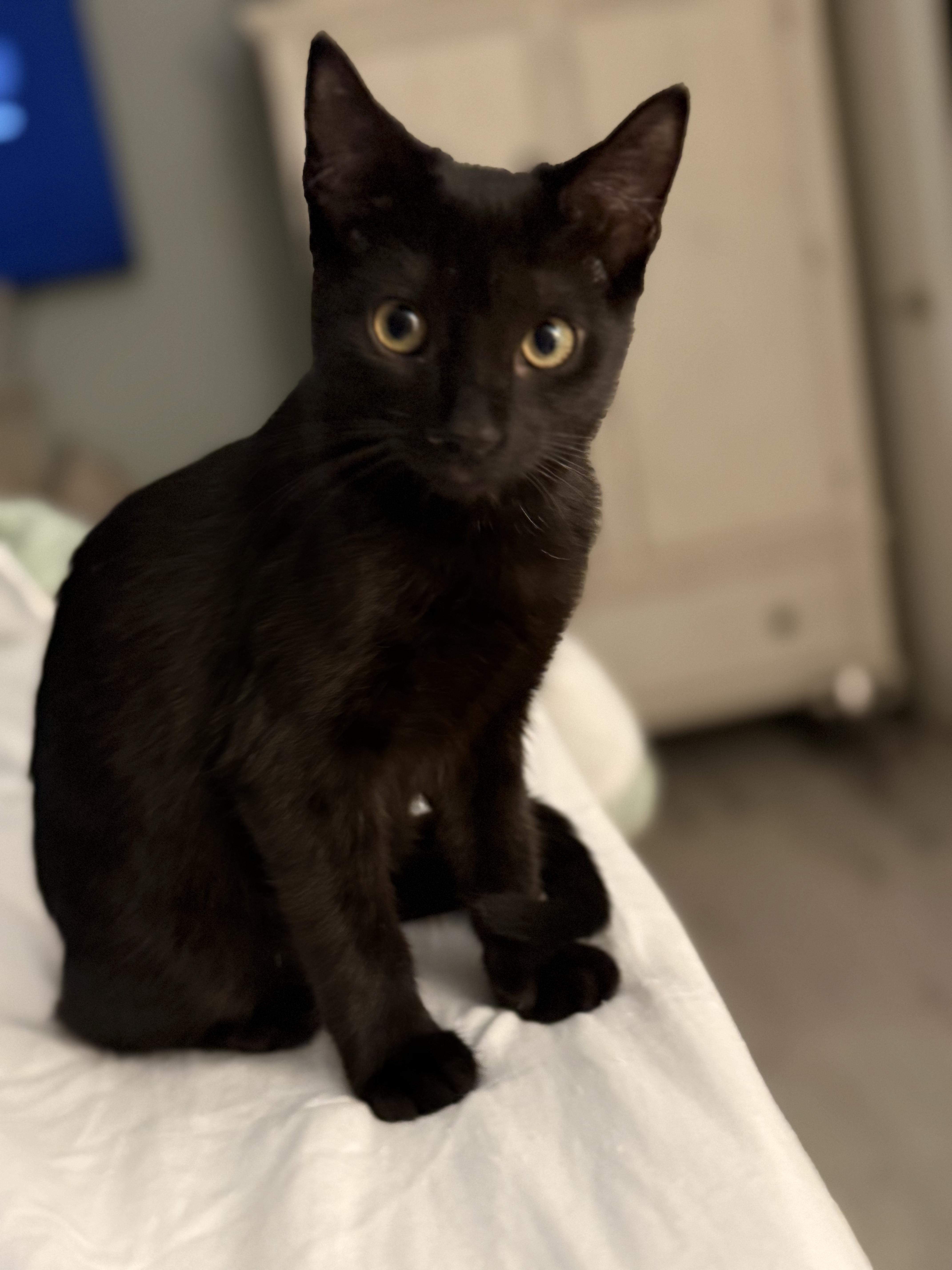 Enlarge Kelly, an adopted Domestic Short Hair in San Juan Capistrano, CA image 4/4