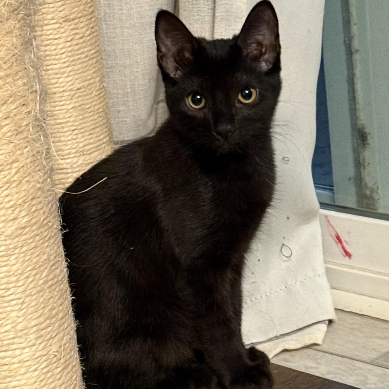 Enlarge Kelly, an adopted Domestic Short Hair in San Juan Capistrano, CA image 2/4