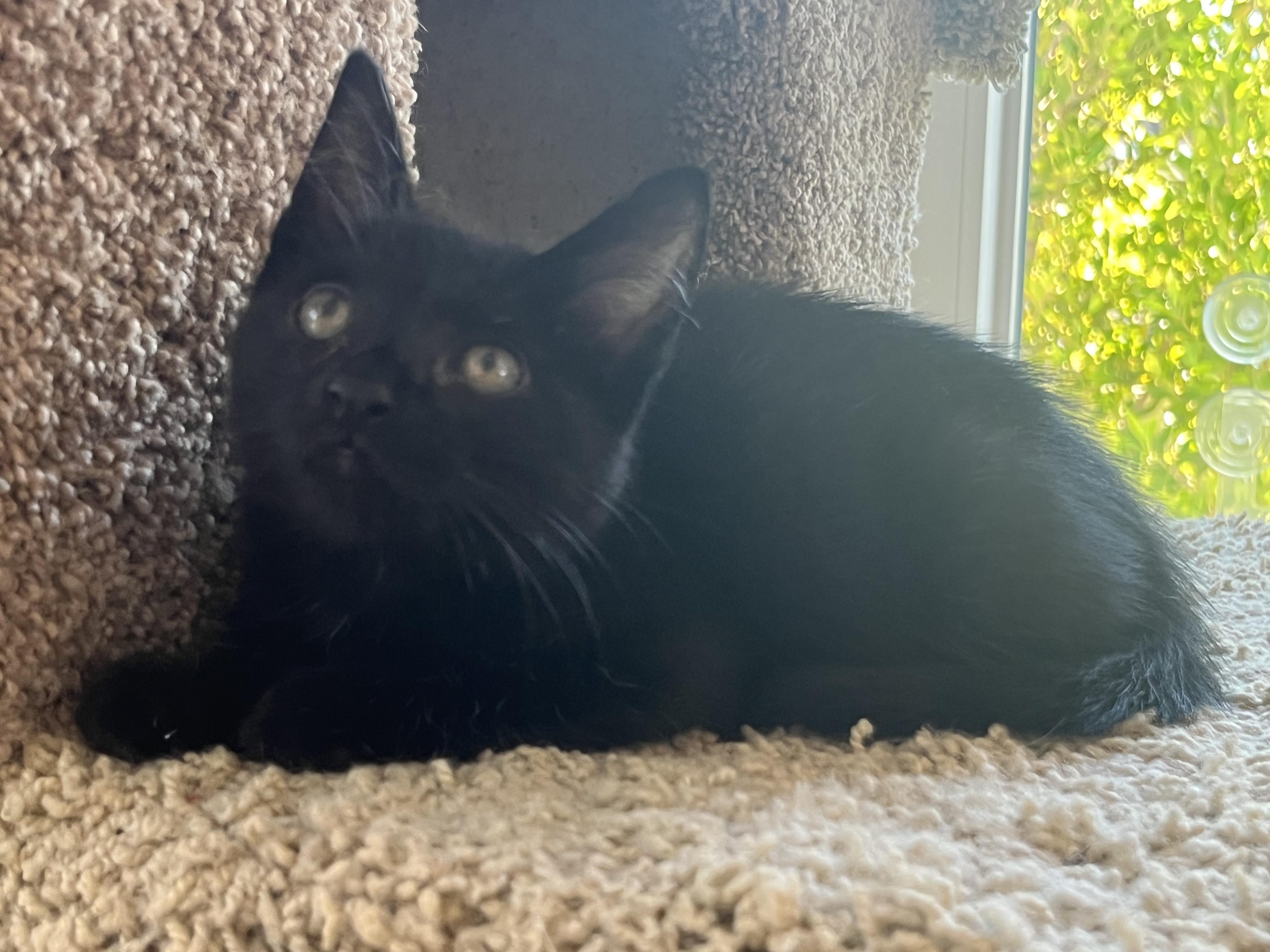 Kelly, Adoptable, Kitten Female Domestic Short Hair.