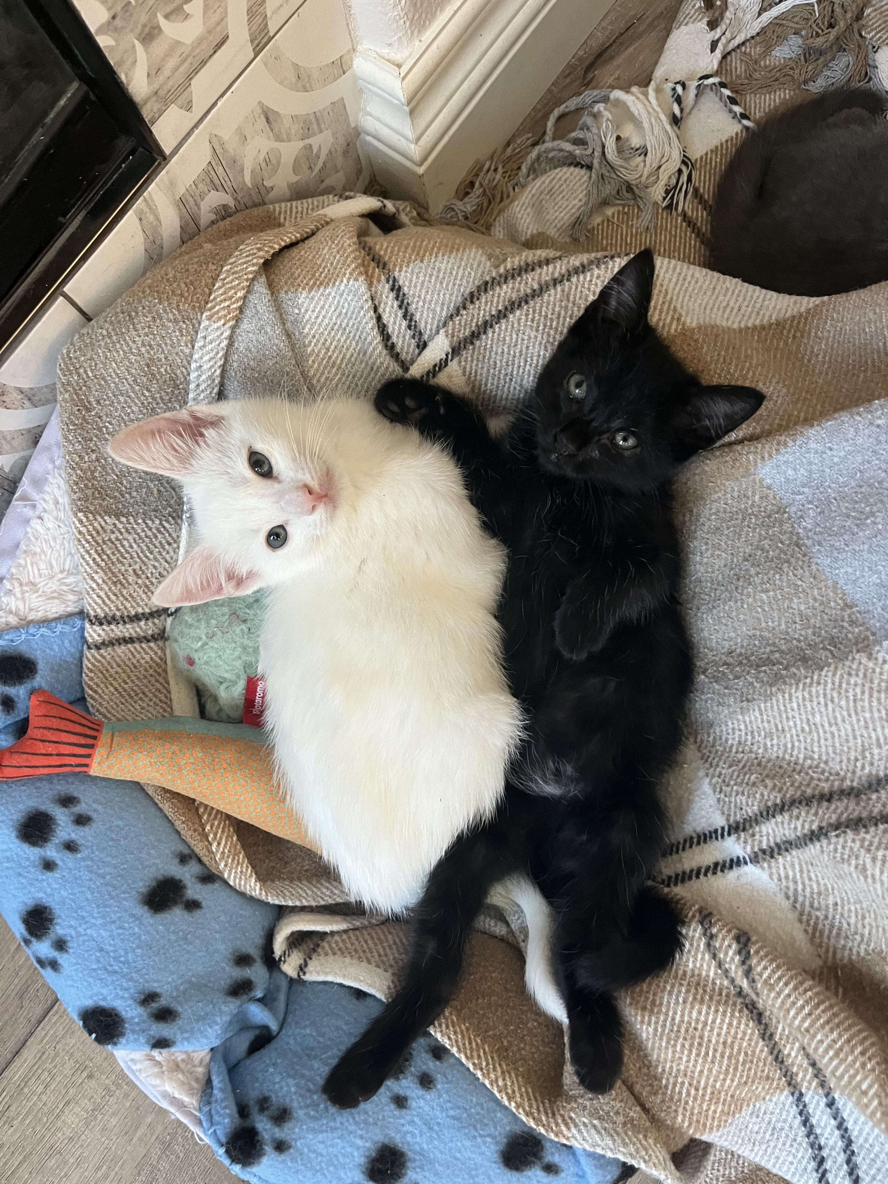 Enlarge Kelly, a Adoptable Domestic Short Hair in San Juan Capistrano, CA image 2/2