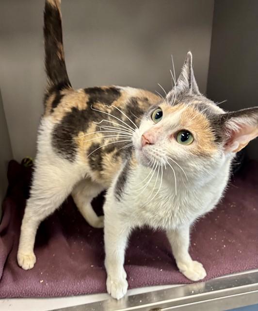 PETAL, Adoptable, Young Female Domestic Short Hair.