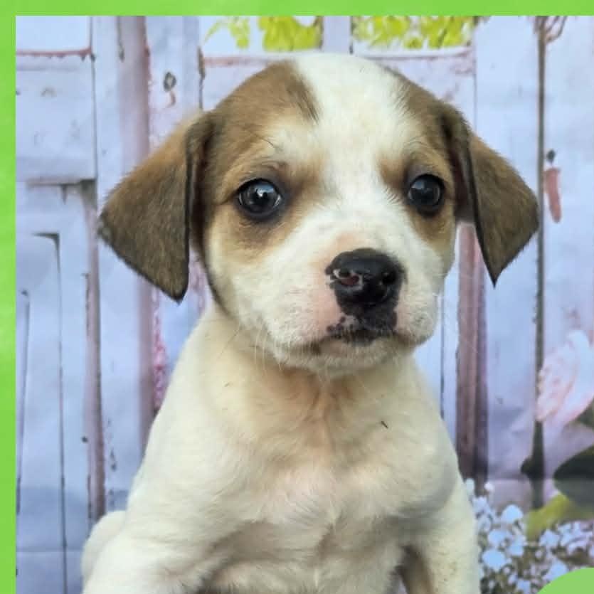 Enlarge Danny, a ADOPTABLE mixed breed in Mount Hermon, LA image 1/1