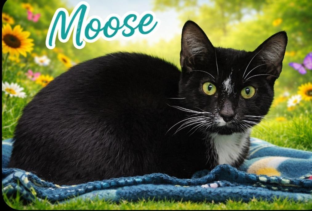 Enlarge Moose, a Adoptable mixed breed in Washington Court House, OH image 2/2