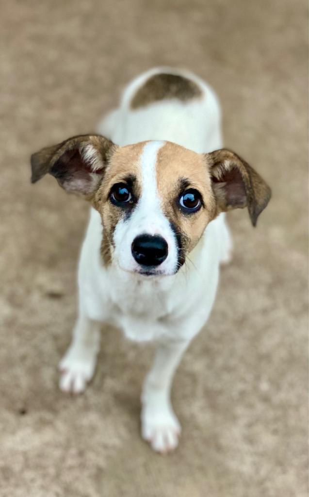 Hetty, Adoptable, Puppy Female Rat Terrier & Mixed Breed.