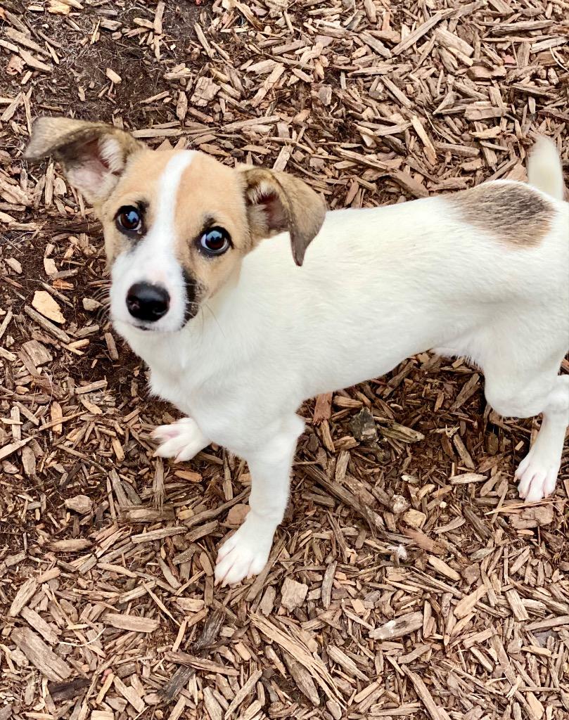 Enlarge Hetty, a Adoptable mixed breed in Urbandale, IA image 3/3