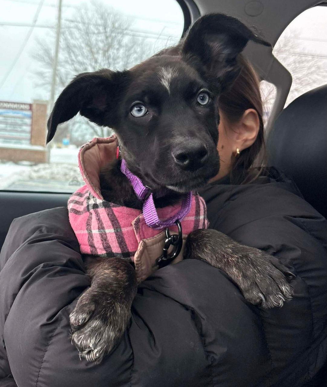 X-Biscotti, Adoptable, Puppy Female Border Collie & Husky.