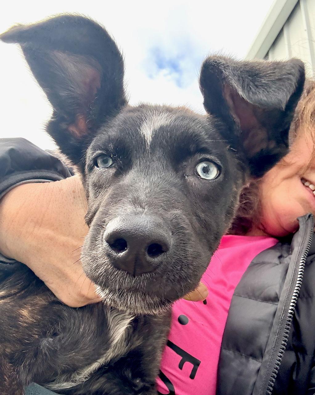 Enlarge X-Biscotti, a Adoptable mixed breed in GILBERTS, IL image 2/3