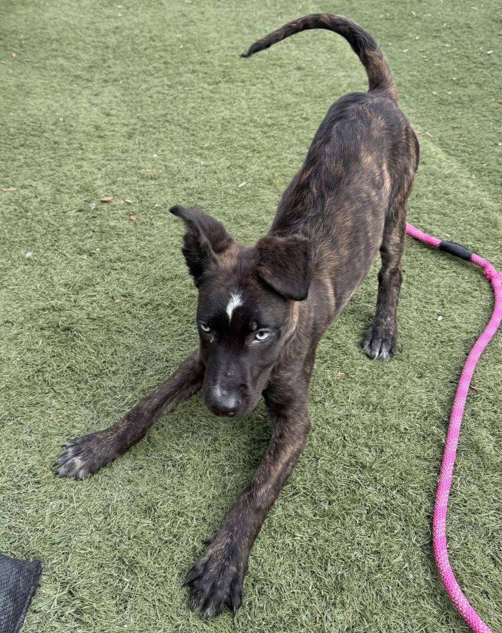 Enlarge X-Biscotti, a Adoptable mixed breed in GILBERTS, IL image 3/3