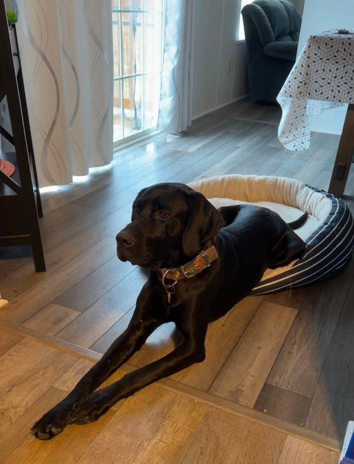 Goofy, Adoptable, Adult Male Retriever.