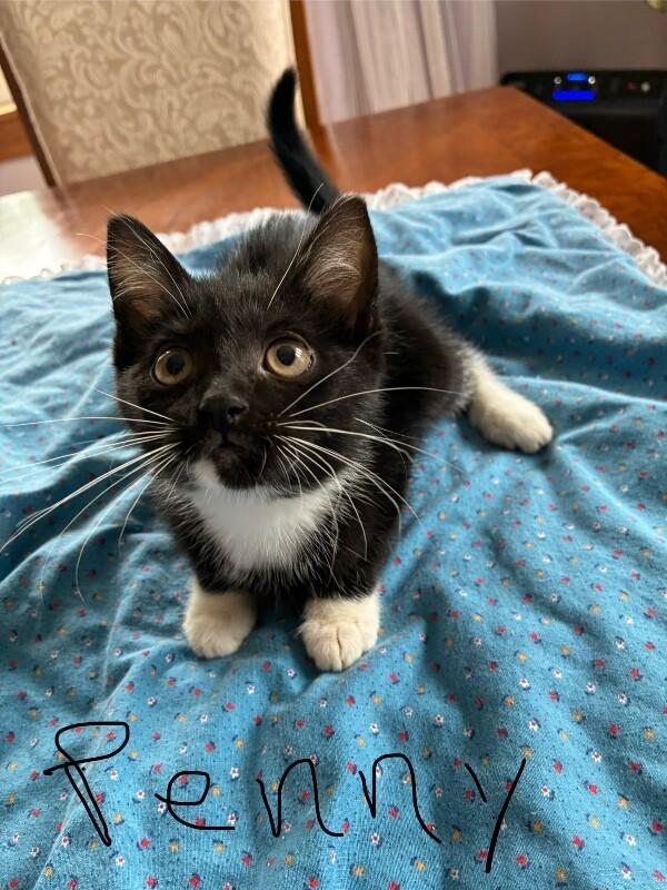 Penny, Adoptable, Young Female Domestic Short Hair.