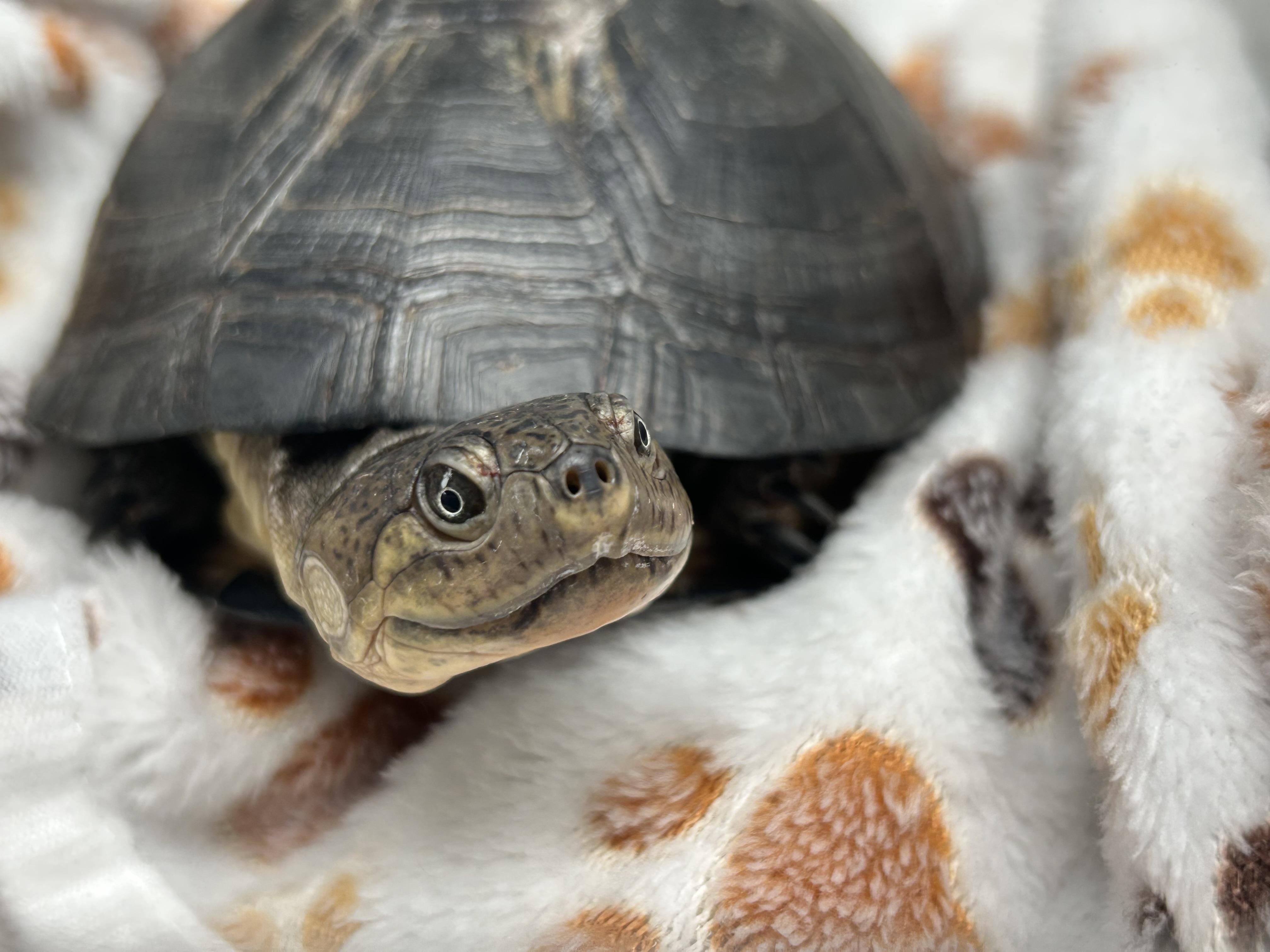 Kenya , ADOPTABLE, Adult Female Mud.